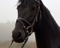 dressage horse Sandokan (Oldenburg, 2011, from Sarkozy 3)