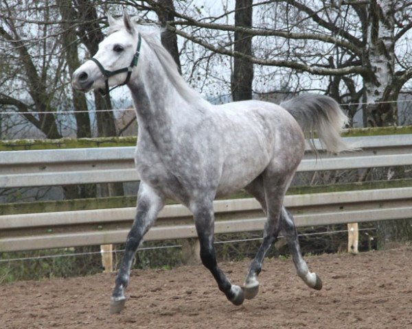 horse Punar (Arabian thoroughbred, 2011, from Equifor ox)