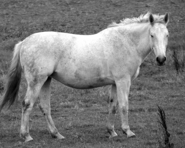 Zuchtstute Luna (Schweres Warmblut, 2002, von Indygo)