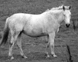 broodmare Luna (Heavy Warmblood, 2002, from Indygo)