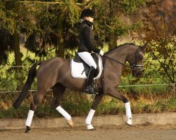 jumper Very Pretty (German Riding Pony, 2009, from Bergarac)