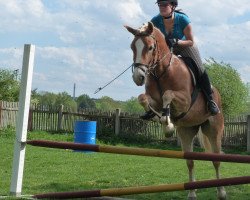 dressage horse Miss Suri (Haflinger, 2008, from Nordboee)