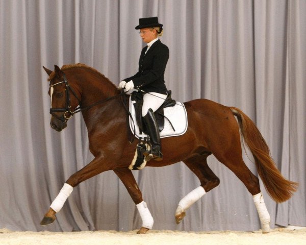 dressage horse Don Corleone (German Riding Pony, 2005, from Don't Worry Be Happy)