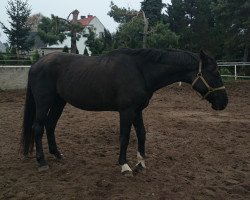 broodmare Golenia (Sachse, 1999, from Rosentaler)