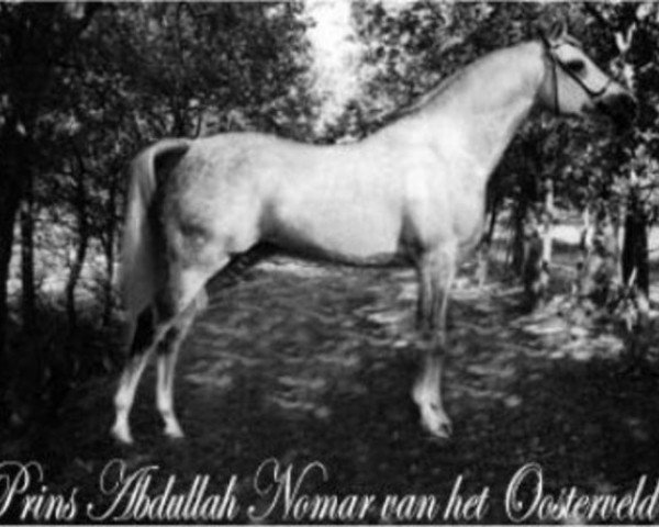 stallion Prins Abdullah Nomar van het Oosterveld ox (Arabian, 1981, from Abdullah 1975 ox)