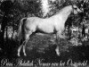 stallion Prins Abdullah Nomar van het Oosterveld ox (Arabian, 1981, from Abdullah 1975 ox)