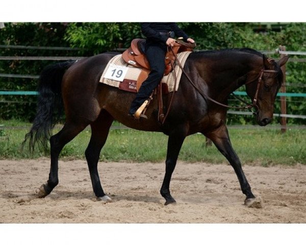 broodmare Topdeck Sticks Chex (Quarter Horse, 2004, from RO Joes Top Chex)