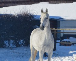 broodmare Cascada (Westphalian, 2003, from Cornet Obolensky)