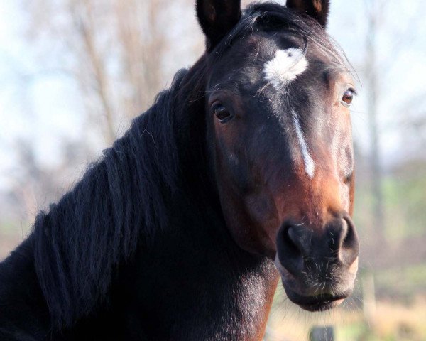 horse Scarlett (Westphalian, 2004, from Salamander)