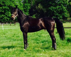 dressage horse Rolls Royce 18 (Westphalian, 2005, from Rubin Royal OLD)