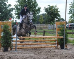 dressage horse Rafaello 8 (KWPN (Royal Dutch Sporthorse), 2006, from Radisson)