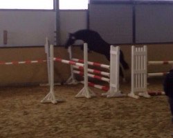 jumper Manu-Lito V. (German Riding Pony, 2009, from Man in Black)