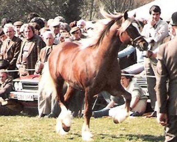stallion Cippyn Red Flyer (Welsh-Cob (Sek. D), 1973, from Nebo Black Magic)