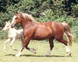 Zuchtstute Floreat Firebird (Welsh-Cob (Sek. D), 1984, von Cippyn Red Flyer)