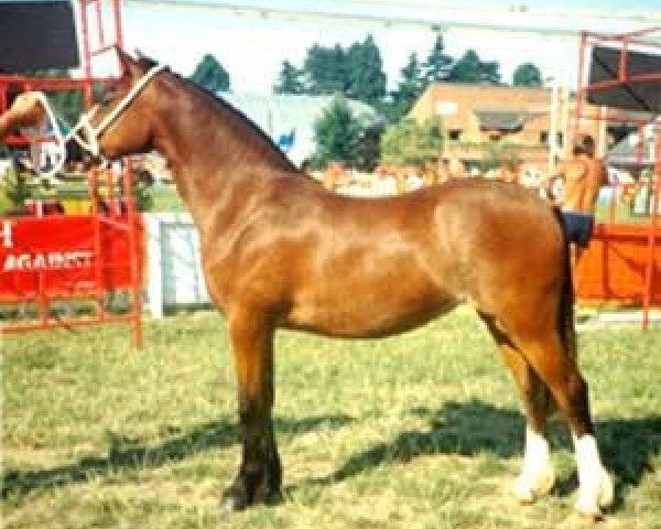 Zuchtstute Floreat Stormbird (Welsh-Cob (Sek. C), 1988, von Merioneth Storm)