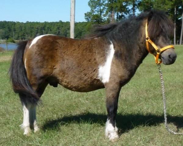Pferd Scooter (Garrano-Pony, 2004)