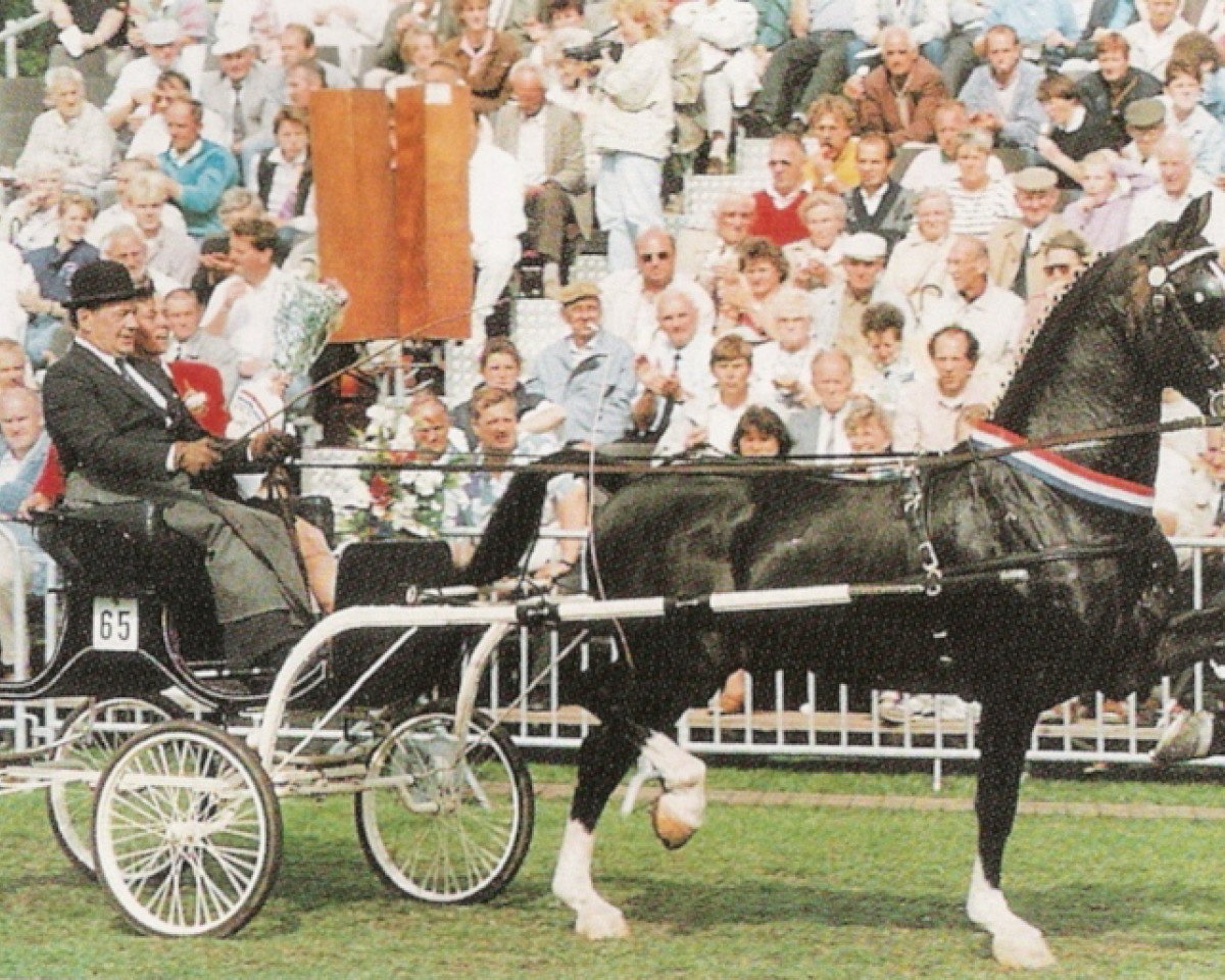 Deckhengst Waterman (Tuigpaarden, 1980, von Noran)
