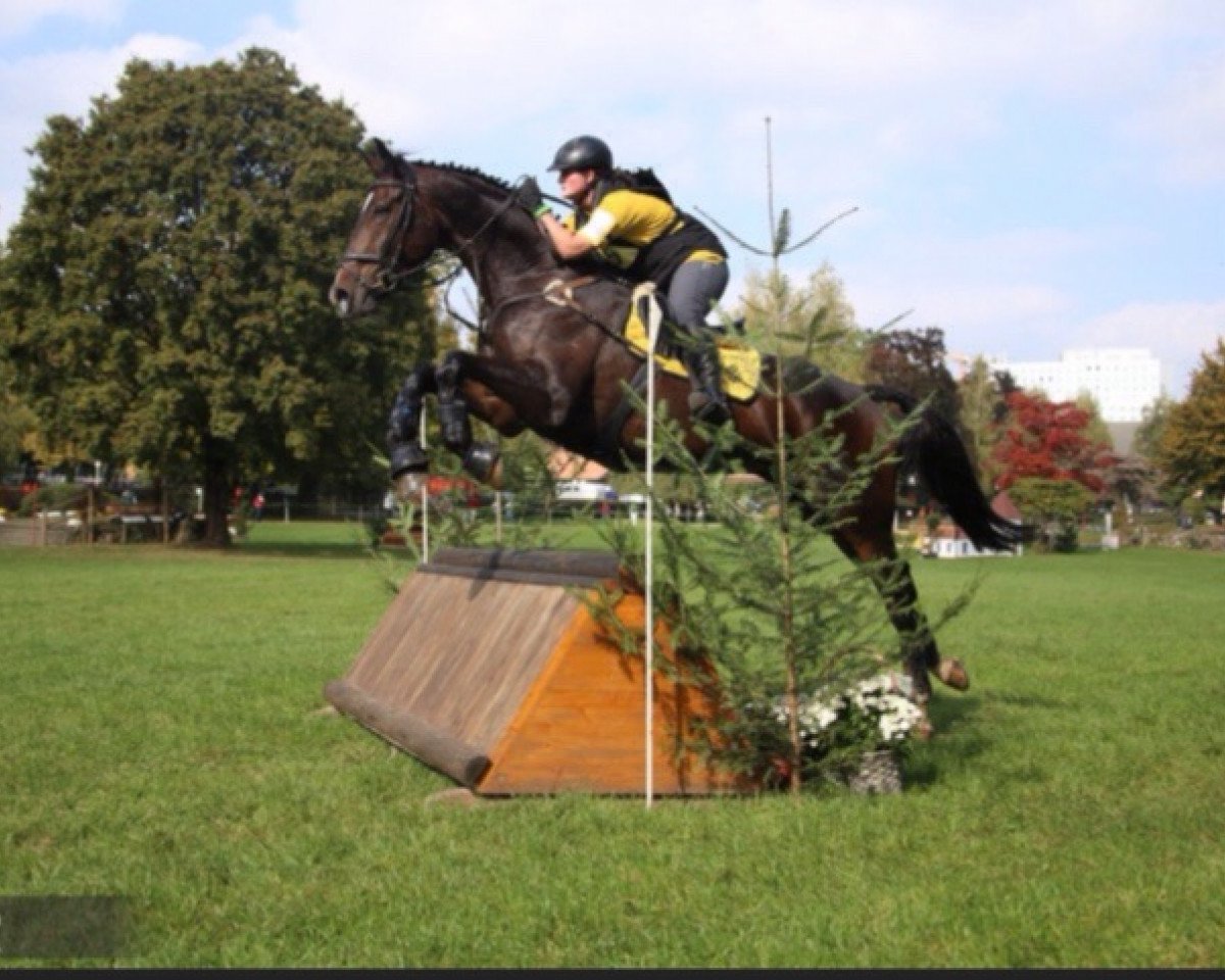 horse Loxxley (Hanoverian, 2005, from Lauries Crusador xx)