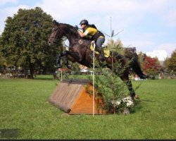 horse Loxxley (Hanoverian, 2005, from Lauries Crusador xx)