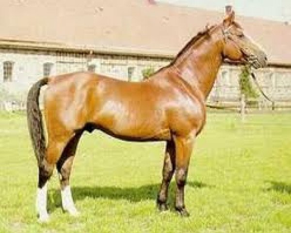 stallion Niarchos (Swedish Warmblood, 1956, from Polarstern)
