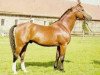 stallion Niarchos (Swedish Warmblood, 1956, from Polarstern)