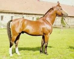 stallion Niarchos (Swedish Warmblood, 1956, from Polarstern)