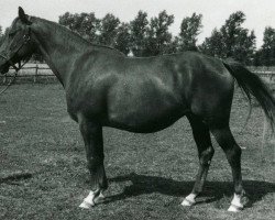 broodmare Delta (Swedish Warmblood, 1960, from Magnat)