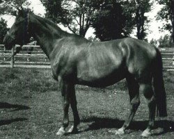 Zuchtstute Drusilla (Schwedisches Warmblut, 1954, von Anno)