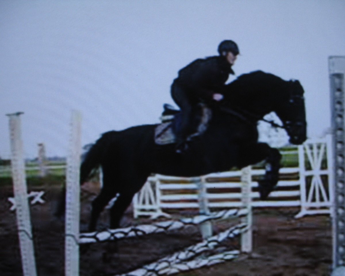 broodmare Blacky (Oldenburg, 2000, from Charon)
