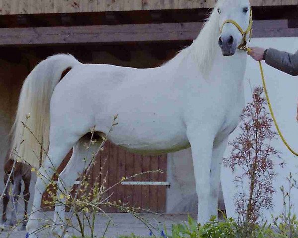 broodmare Sahrina 1981 ox (Arabian thoroughbred, 1981, from Saher 1967 ox)