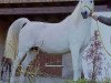 broodmare Sahrina 1981 ox (Arabian thoroughbred, 1981, from Saher 1967 ox)