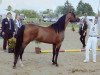 stallion Mubarak II 1992 EAO (Arabian thoroughbred, 1992, from Moataz EAO)