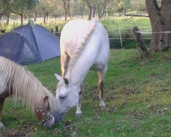 broodmare Smart lil lena (Little German Riding Horse, 2005, from N'Obaya)