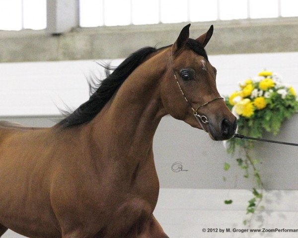 Deckhengst SGW Shamaal ox (Vollblutaraber, 2009, von Shaklan Ibn Bengali ox)