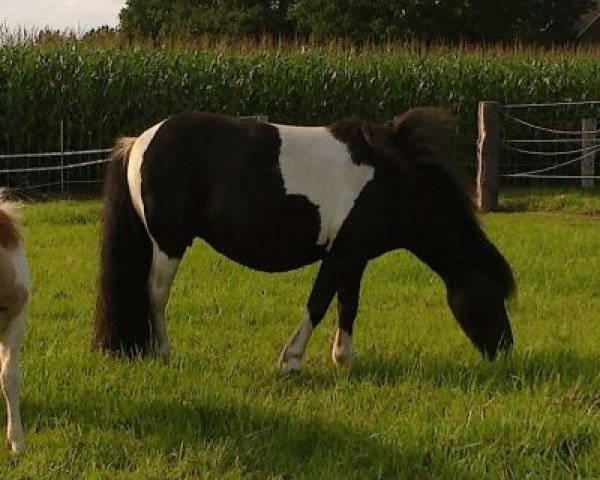 Zuchtstute Yvette van de Zandkamp (Shetland Pony, 2006, von Solist van de Zandkamp)