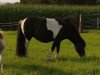 broodmare Yvette van de Zandkamp (Shetland Pony, 2006, from Solist van de Zandkamp)