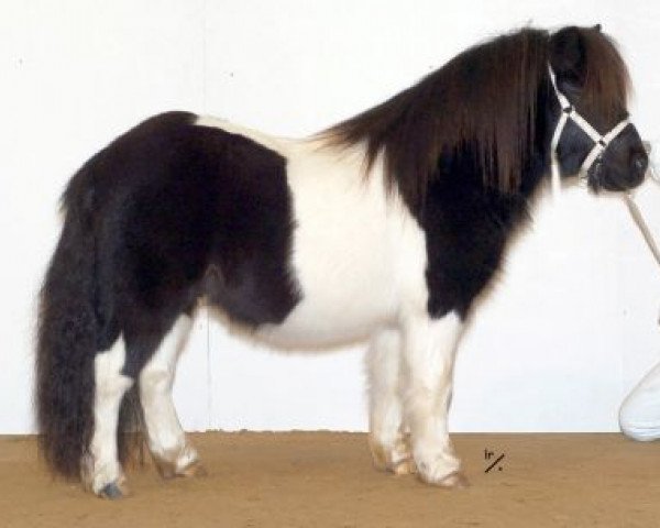 Deckhengst Solist van de Zandkamp (Shetland Pony, 2002, von Kovin van Malang)