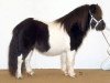 Deckhengst Solist van de Zandkamp (Shetland Pony, 2002, von Kovin van Malang)