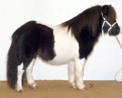 stallion Solist van de Zandkamp (Shetland Pony, 2002, from Kovin van Malang)