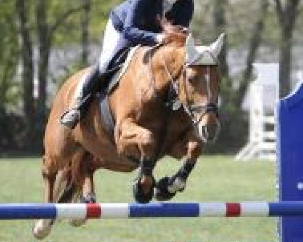 horse Wella (F2) (Swedish Warmblood, 2005, from Warsteiner)