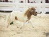 Deckhengst Pinocello van de Zandkamp (Shetland Pony, 2012, von Pybe van Stal de Toekomst)