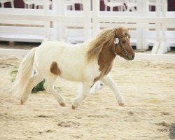 Deckhengst Pinocello van de Zandkamp (Shetland Pony, 2012, von Pybe van Stal de Toekomst)