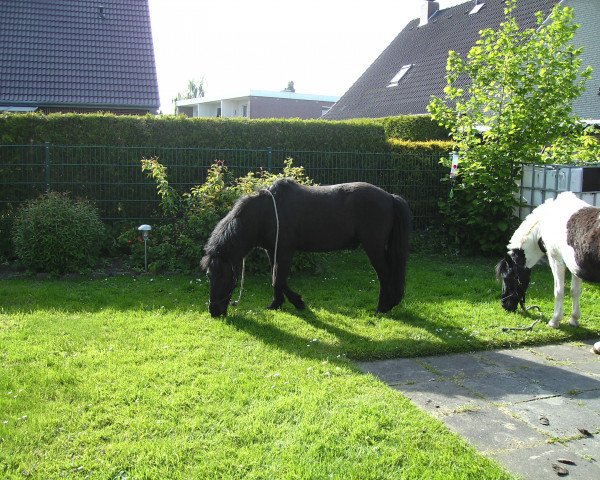 Pferd Herkules (Shetland Pony, 2000)