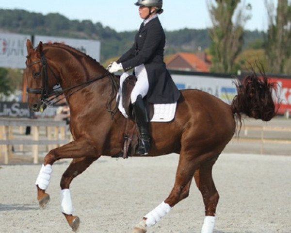 horse Xerox (Swedish Warmblood, 2001, from Wetano)