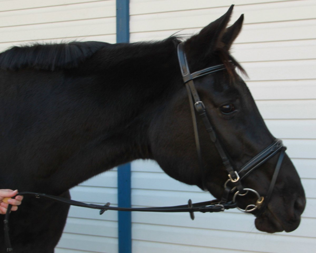 Zuchtstute Soleya (Deutsches Reitpferd, 2002, von Skatman)