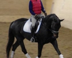 horse Staywell JL (Swedish Warmblood, 2005, from Stravinsky xx)