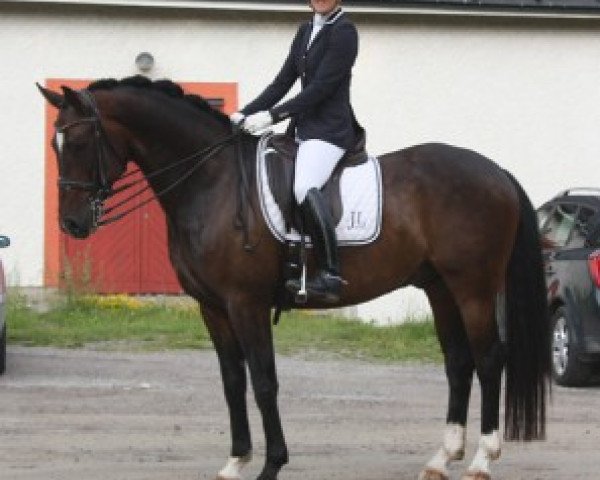 Pferd Swindell JL (Schwedisches Warmblut, 2004, von Saigon 1034)