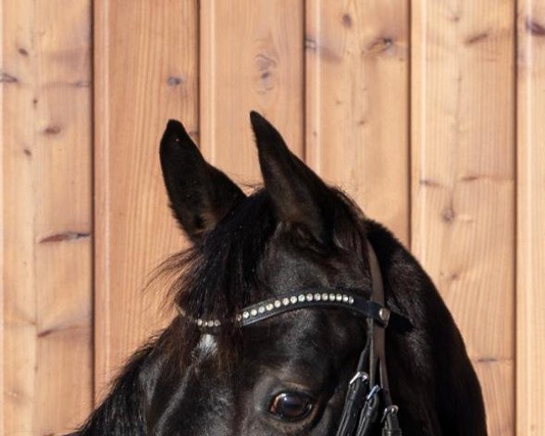 dressage horse Manyara (German Riding Pony, 2018, from D-Power AT)