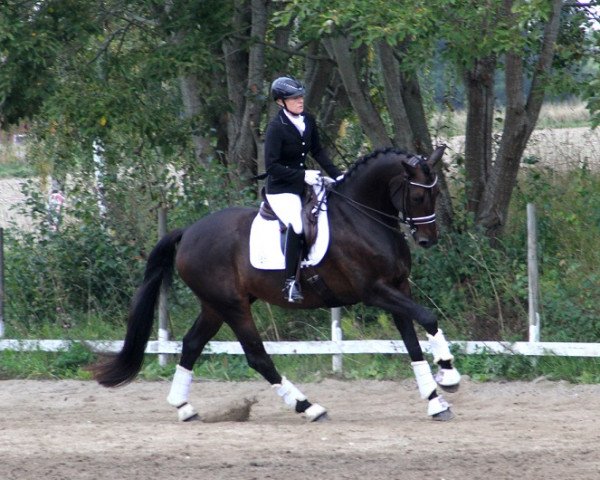 Pferd Stockwell JL (Schwedisches Warmblut, 2006, von Saigon 1034)