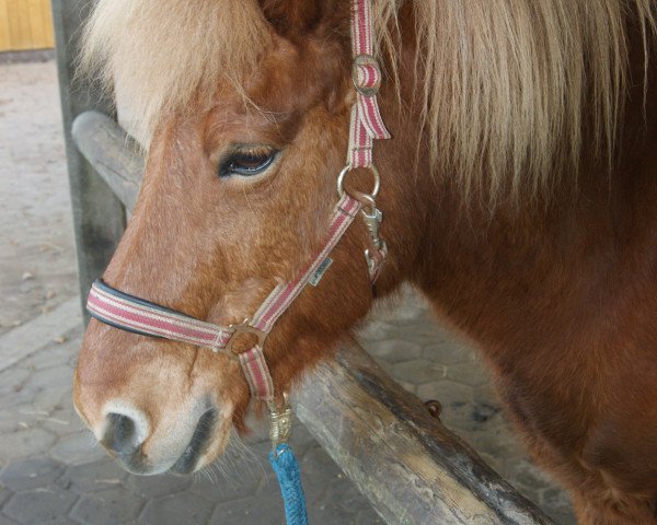 Pferd Tinc von Blomkulla (Islandpferd, 2001, von Tamin von Schönhorst)